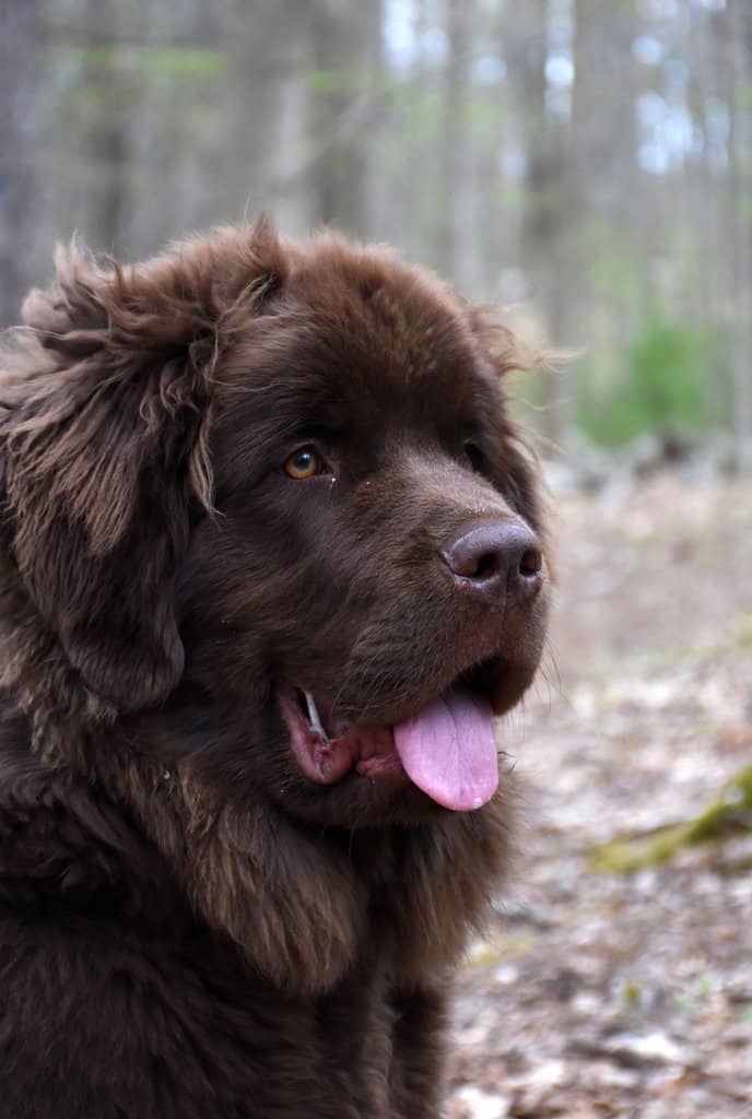 What is the history behind the Newfoundland's popularity as a working dog, including their roles in fishing and search and rescue?