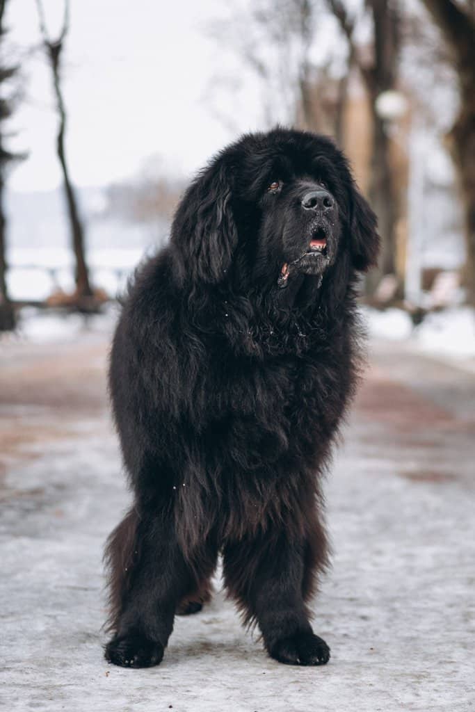 How do Newfoundland dogs fare in different weather conditions and what kind of precautions should owners take during extreme temperatures?