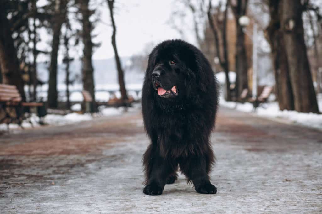 What are the origins of the Newfoundland dog breed and how did they evolve over time?