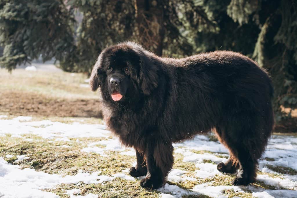 What is the typical temperament of Newfoundland dogs and how do they interact with their owners and other animals?