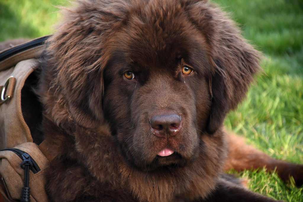 How can prospective owners choose the best Newfoundland puppy for their lifestyle and family situation?
