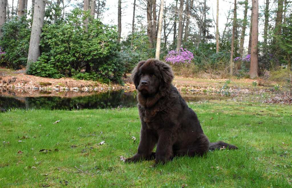 What are some common health issues that Newfoundland dogs are prone to and how can they be prevented?