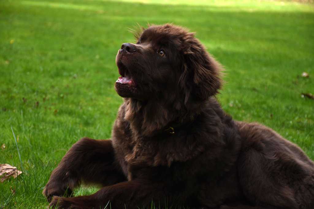 How do Newfoundland dogs behave around strangers and what kind of socialization is necessary for them?
